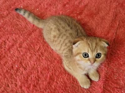 Leon - Scottish Fold - Gallery Photo #1