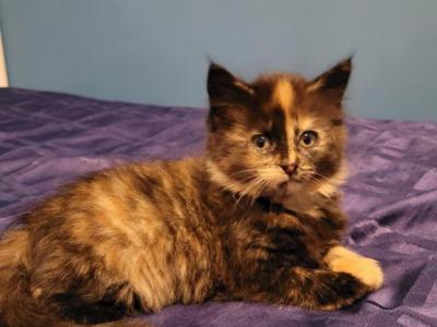 Fluffy Black And Orange - Domestic - Gallery Photo #1