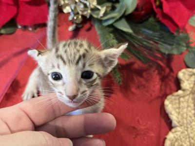 Christmas Boy - Oriental - Gallery Photo #1