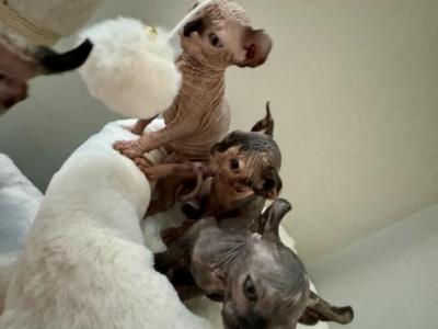 6 Weeks Old Purebred Sphynx Kittens - Sphynx - Gallery Photo #1