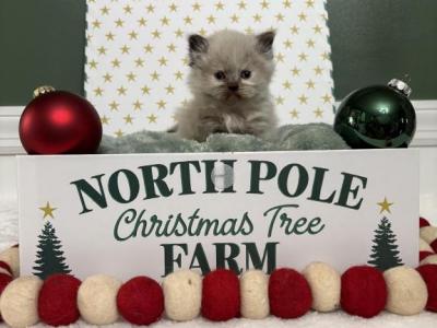 CHRISTMAS HIMALAYAN KITTENS - Himalayan - Gallery Photo #1