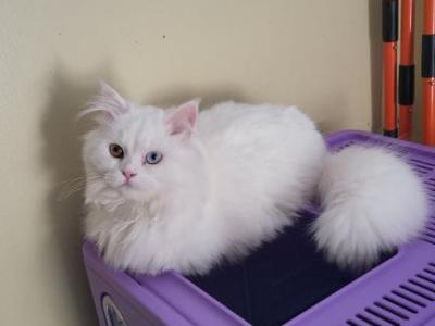 Ragamuffin Munchkins Persian Munchkin Adult's - Munchkin - Gallery Photo #1