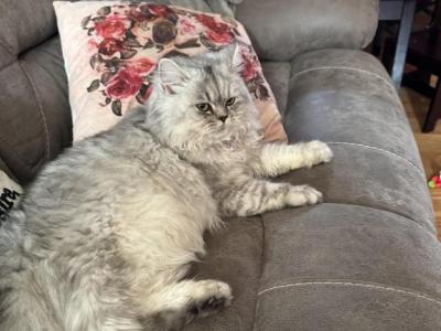 Snowbell - Persian - Gallery Photo #1