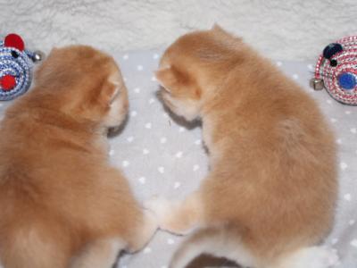 Golden Chinchilla Kittens - Scottish Straight - Gallery Photo #1