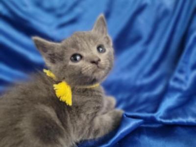 Russian Blue Kittens - Russian Blue - Gallery Photo #1