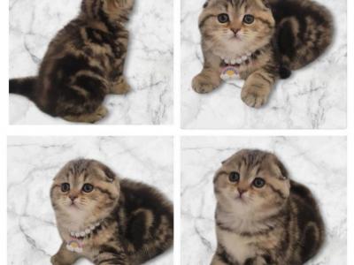 Kisses - Scottish Fold - Gallery Photo #1