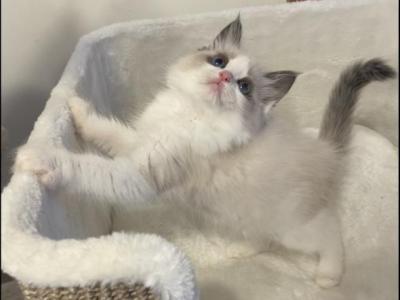 RESERVED Seal Bicolor Ragdoll Male - Ragdoll - Gallery Photo #1