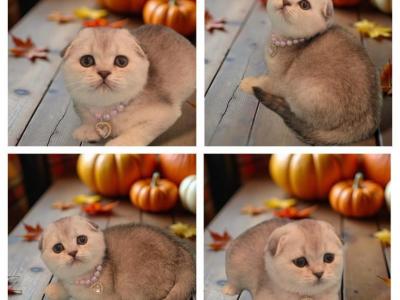 Kitkat - Scottish Fold - Gallery Photo #1