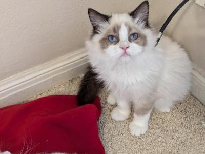 TICA Female Bicolor Ragdoll Kitten - Ragdoll - Gallery Photo #1