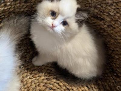 Female TICA Bicolor Ragdoll Kitten - Ragdoll - Gallery Photo #1