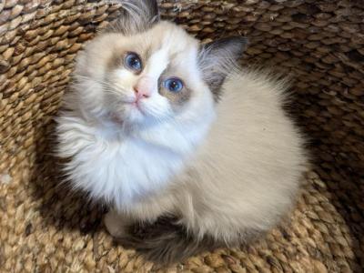 TICA Bicolor Ragdoll Kitten Female 2 - Ragdoll - Gallery Photo #1