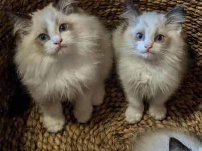 TICA Bicolor Ragdoll Kitten Males - Ragdoll - Gallery Photo #1