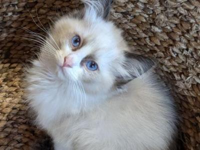 TICA Bicolor Ragdoll Kitten Male - Ragdoll - Gallery Photo #1