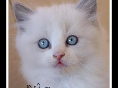 Wolfgang - Ragdoll - Gallery Photo #1