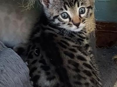 LB And Hello Kittens - Bengal - Gallery Photo #1