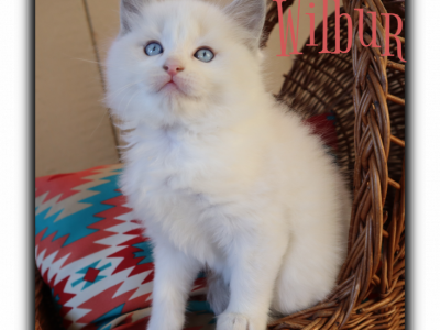 Wilbur - Ragdoll - Gallery Photo #1