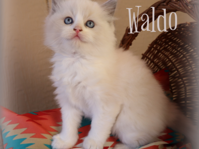 Waldo - Ragdoll - Gallery Photo #1