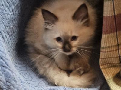 Handsome Seal Point - Ragdoll - Gallery Photo #1