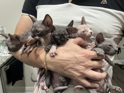 Sphynx Kittens - Sphynx - Gallery Photo #1