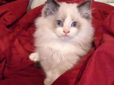 TICA Bicolor Ragdoll Kitten Male - Ragdoll - Gallery Photo #1