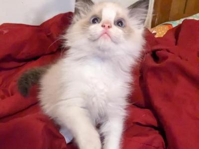 TICA Male Bicolor Ragdoll Kitten - Ragdoll - Gallery Photo #1