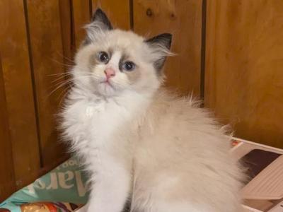 TICA Bicolor Ragdoll Kitten Male 2 - Ragdoll - Gallery Photo #1