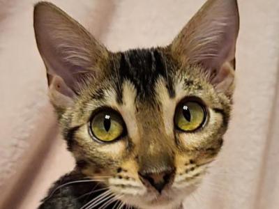 Brown Rosetted Female Red Collar - Bengal - Gallery Photo #1