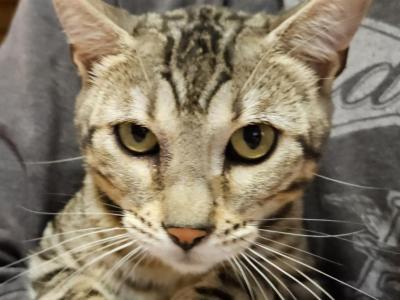 Artemis Silver Sepia Female Gray Collar - Bengal - Gallery Photo #1