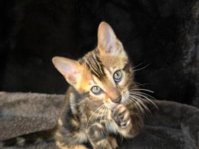 RARE Marbled Bengal Girl Bex - Bengal - Gallery Photo #1