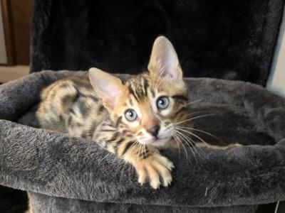 Rare Spotted Bengal Boy Basil - Bengal - Gallery Photo #1