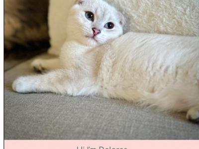 Dash - Scottish Fold - Gallery Photo #1