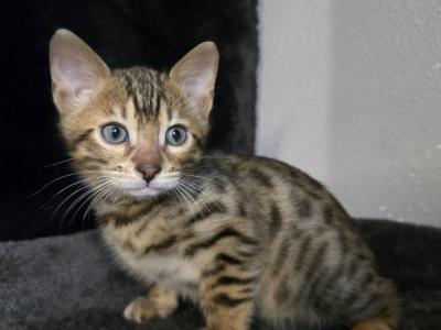 Rare Spotted Bengal Boy Blu - Bengal - Gallery Photo #1