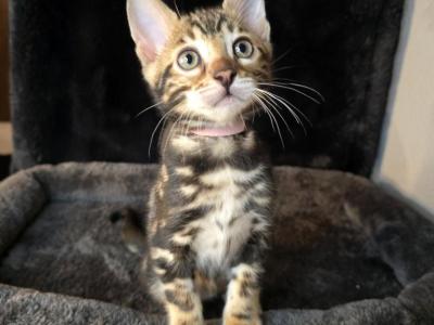 RARE Marbled Bengal Girl Bella - Bengal - Gallery Photo #1