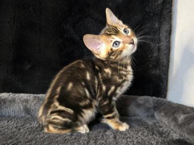 RARE Marbled Bengal Girl Barb - Bengal - Gallery Photo #1