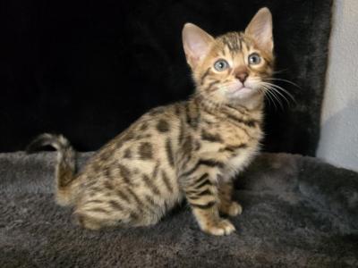 Blu Rare Light Spotted - Bengal - Gallery Photo #1