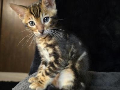 Barb Rare Marbled - Bengal - Gallery Photo #1