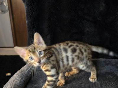 Basil Rare Light Spotted - Bengal - Gallery Photo #1