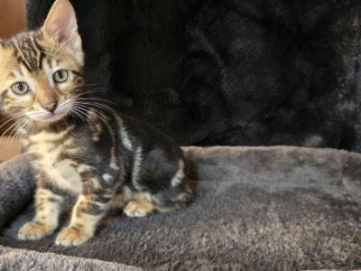 Bella Rare Marbled - Bengal - Gallery Photo #1