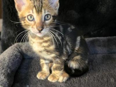 Bex Rare Marbled - Bengal - Gallery Photo #1