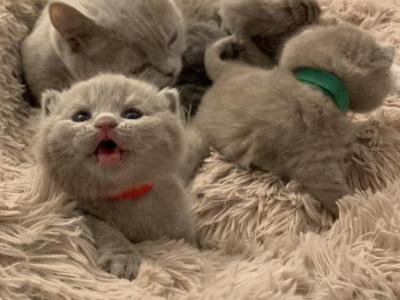 Gemma - British Shorthair - Gallery Photo #1