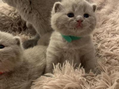 Indiana - British Shorthair - Gallery Photo #1