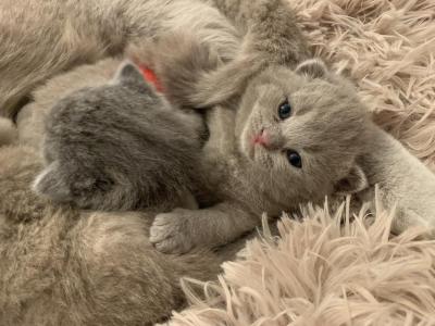 Xander - British Shorthair - Gallery Photo #1