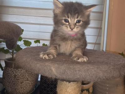 Maine Coon Kittens - Maine Coon - Gallery Photo #1