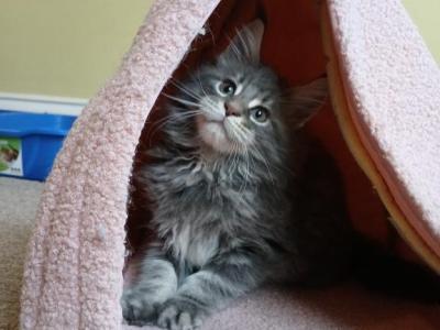 Males 2 - Maine Coon - Gallery Photo #1