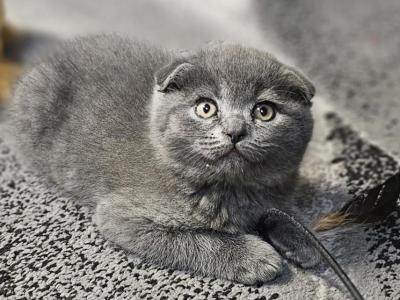 Philip - Scottish Fold - Gallery Photo #1