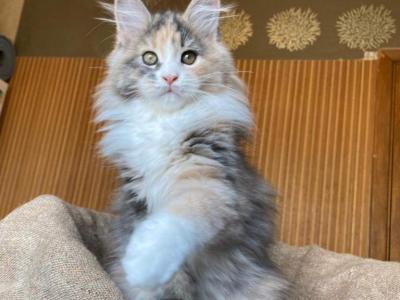 Ila - Maine Coon - Gallery Photo #1