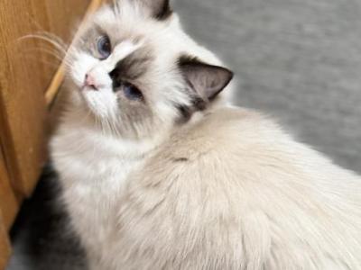 Layla - Ragdoll - Gallery Photo #1