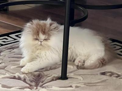 Snowflake - Persian - Gallery Photo #1