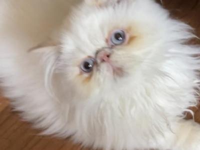 Male Flame Point Himalayan Persian - Himalayan - Gallery Photo #1