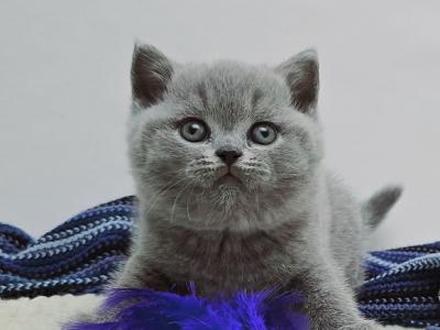 Brotto - British Shorthair - Gallery Photo #1